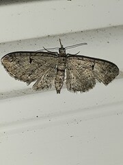 Eupithecia absinthiata