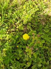 Calceolaria
