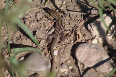 Aspidoscelis exsanguis