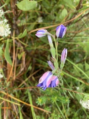 Thelymitra ixioides