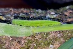 Cassionympha cassius