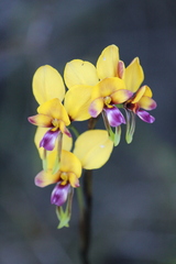 Diuris magnifica