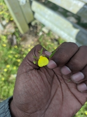 Calceolaria