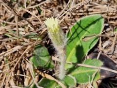 Gerbera piloselloides