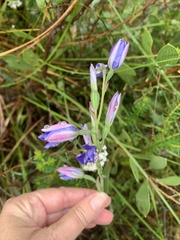 Thelymitra ixioides