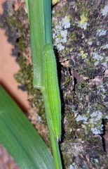 Cassionympha cassius