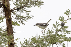 Karamoja Apalis photo 1
