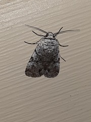 Sympistis chionanthi