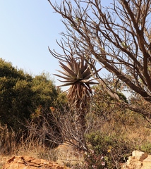 Aloe marlothii