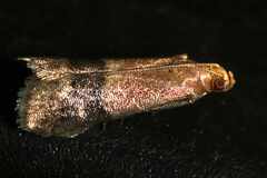 Eulogia ochrifrontella