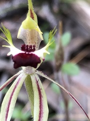 Caladenia villosissima