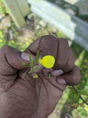 Calceolaria