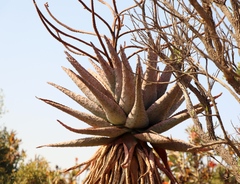 Aloe marlothii