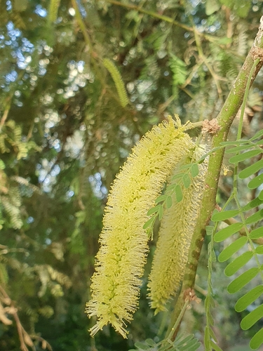 African mesquite (Anonychium africanum)