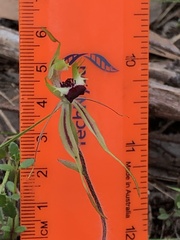 Caladenia villosissima