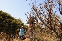 Aloe marlothii