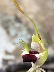 Caladenia villosissima