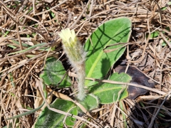 Gerbera piloselloides