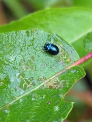 Plagiodera versicolora