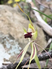 Caladenia villosissima