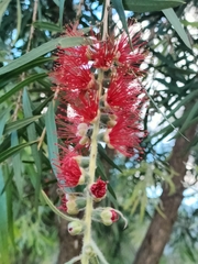 Melaleuca viminalis