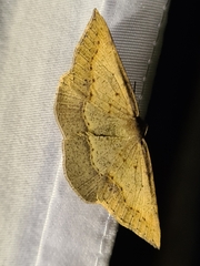 Taxeotis perlinearia