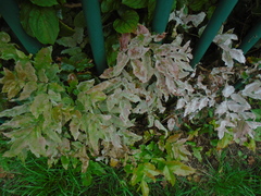 Erysiphe berberidis