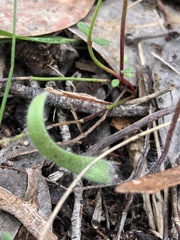 Caladenia villosissima