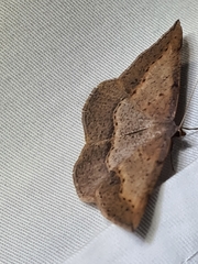 Taxeotis perlinearia