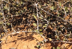 Ceroplastes