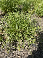 Cyperus