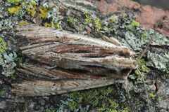 Apamea verbascoides
