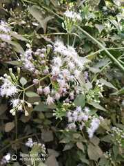 Chromolaena odorata