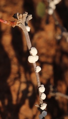 Ceroplastes