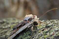 Apamea verbascoides