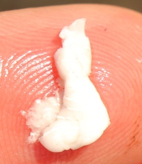 Ceroplastes