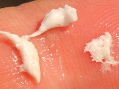 Ceroplastes