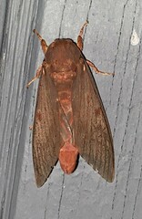 Citheronia sepulcralis