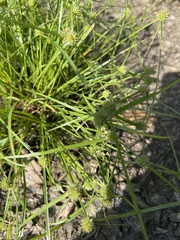 Cyperus