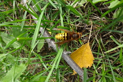 Vespa crabro