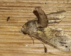 Paectes abrostoloides