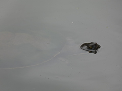 Emydura macquarii