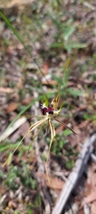 Caladenia tensa