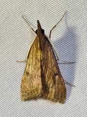 Uresiphita