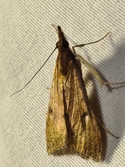 Uresiphita