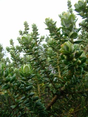Baccharis uncinella