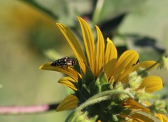 Acmaeodera disjuncta