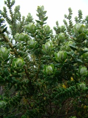 Baccharis uncinella