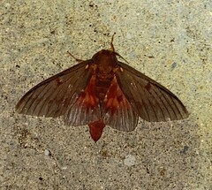 Citheronia sepulcralis