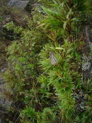 Chusquea microphylla
